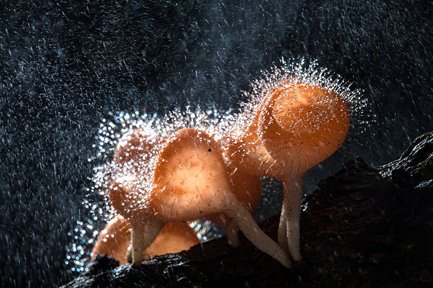 istock Fungi cup on decay wood with rain, in rainforest 589460048