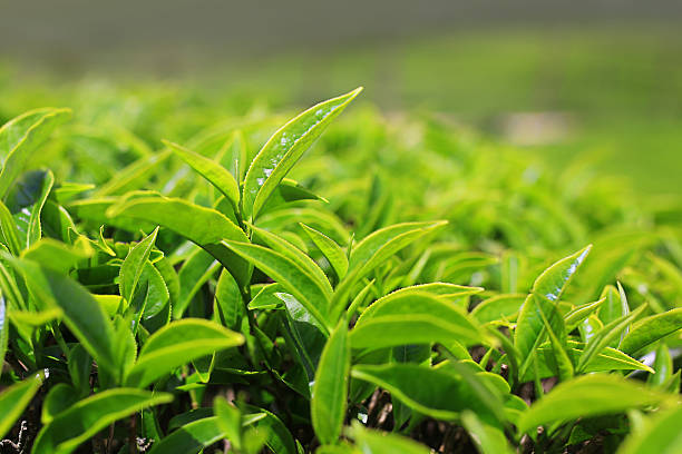 teeanbau blätter in tee bauernhof - green tea stock-fotos und bilder