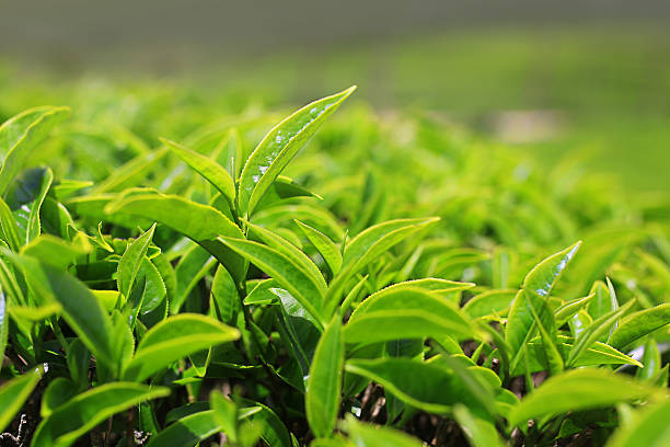 cultivo de hojas de té en la granja de té - te verde fotografías e imágenes de stock