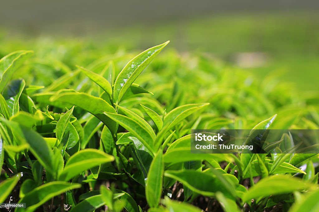 Growing tea leafs in tea farm Green Tea Stock Photo