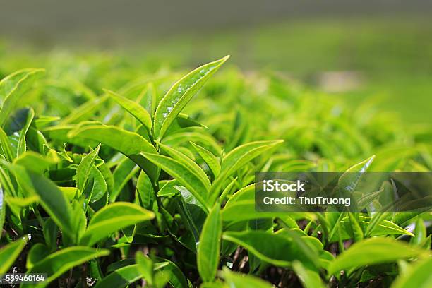 Growing Tea Leafs In Tea Farm Stock Photo - Download Image Now - Green Tea, Dried Tea Leaves, Leaf