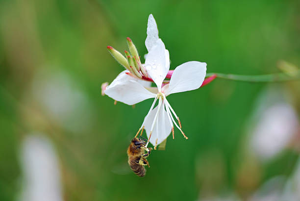 One Bee is hanging on a blooming Gaura lindheimeri .