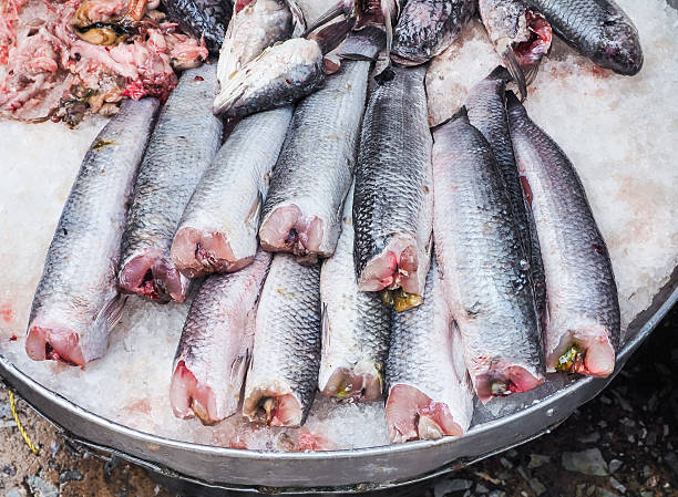 istock Fresh fish on ice in the market 589461690