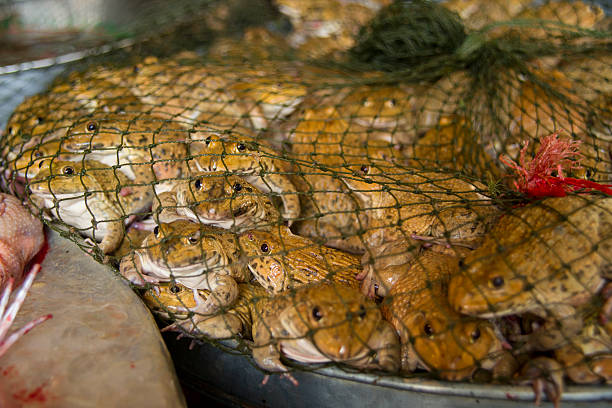 istock Frogs for sale in market. 589462002