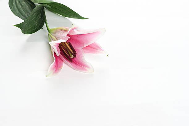 istock pink lily flower pedals on white background - landscape view 589462552