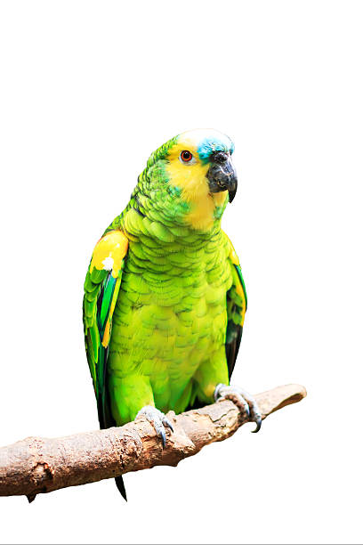 Single Blue-Fronted Amazon Parrot isolated on white background Single Blue-Fronted Amazon Parrot (Amazona aestiva) sitting on a tree branch isolated on white background amazona aestiva stock pictures, royalty-free photos & images
