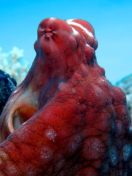 reef octopus(octopus cyaneus). - day octopus imagens e fotografias de stock