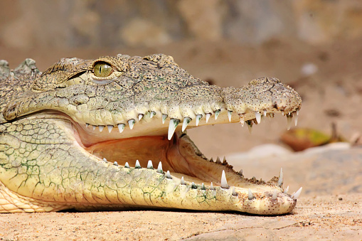 a crocodile resting on the ground in the zoocriadero of Puerto Pizarro in Tumbes, Peru