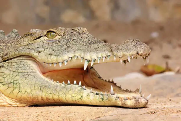 Photo of Head of a Crocodile