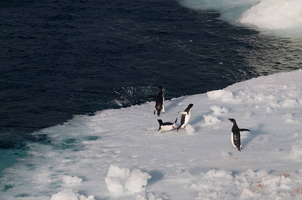 istock Icebergs in the south atlantic ocean 589537650