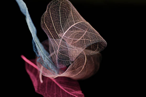 istock Minimalist composition Skeleton magnolia leaves black background 589538854