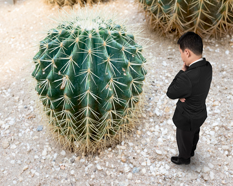 Small man with hand holding on chin looking at big cactus, high angle view.