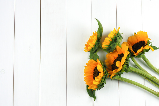 Bunch of Sunflowers laid on clean white wooden plank - copy space