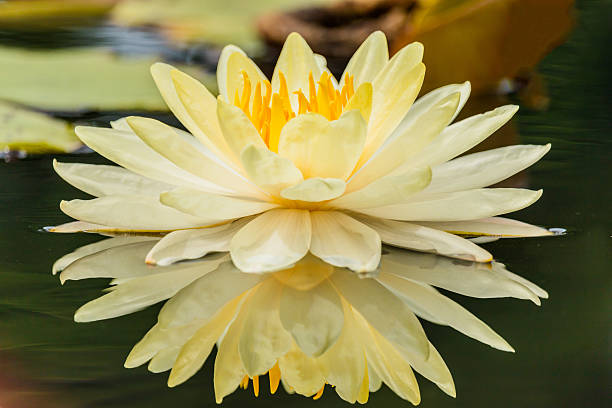 istock blossom lotus flower focus on flower 589540112