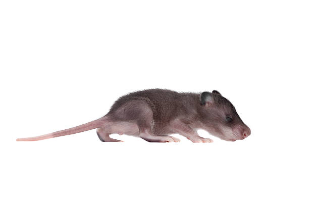 istock Gambian pouched rat, 3 week old, on white 589540162