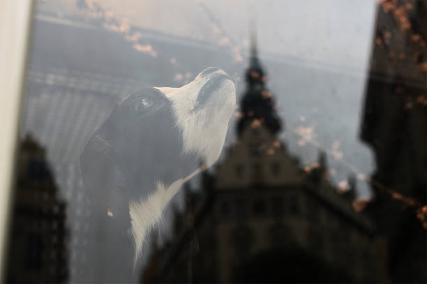 The taxidermied goat stares to the heavens in a shop front while bohemian buildings are reflected on the external window.