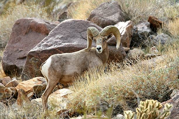 istock Bighorn Sheep Stare 589540958