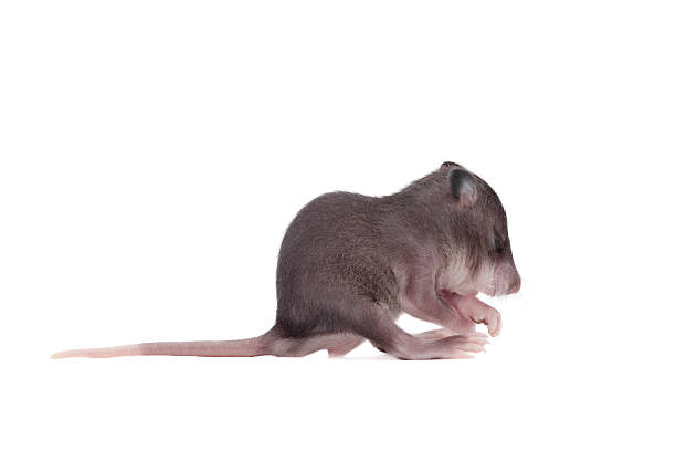 istock Gambian pouched rat, 3 week old, on white 589541002