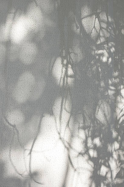 istock the shadow of the leaves on a white wall 589541652