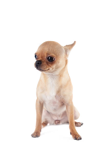 istock Chihuahua, 7 month old, on the white background 589541844