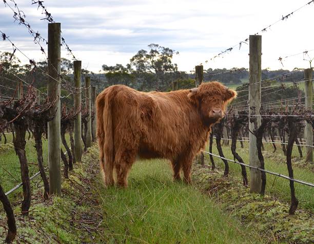 Highland cattle grazing in winter winery stock photo