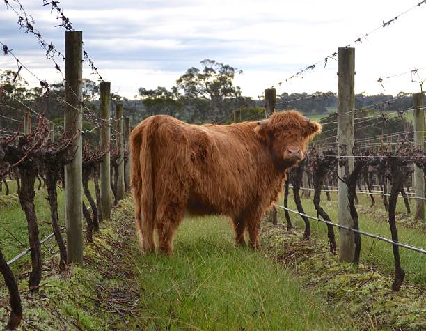Highland cattle grazing in winter winery A highland cow eating its way through an Australian winery or vineyard in the winter with dead dormant bare vines feeding grapes stock pictures, royalty-free photos & images