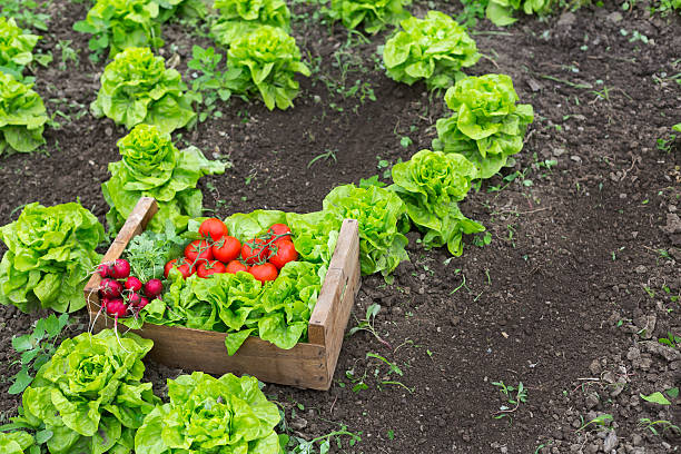 istock Crate full of fresh vegetables on ground 589543404