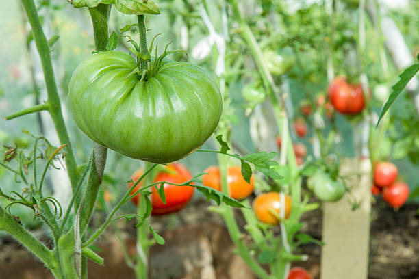 tomate inmaduro muy grande y hermoso en los muchos tomates maduros. - grupo mediano de objetos fotografías e imágenes de stock