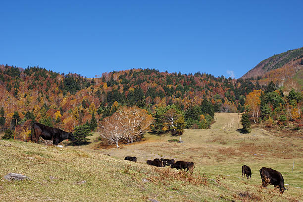 400+ District De Kamitakai Photos, taleaux et images libre de droits