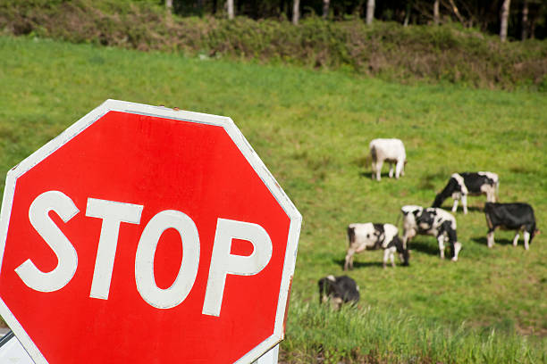 istock Stop sign, group of Holstein cows behind. 589544186