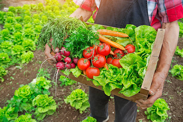 istock Matured farmer carrying a crate full of fresh vegetables 589544562