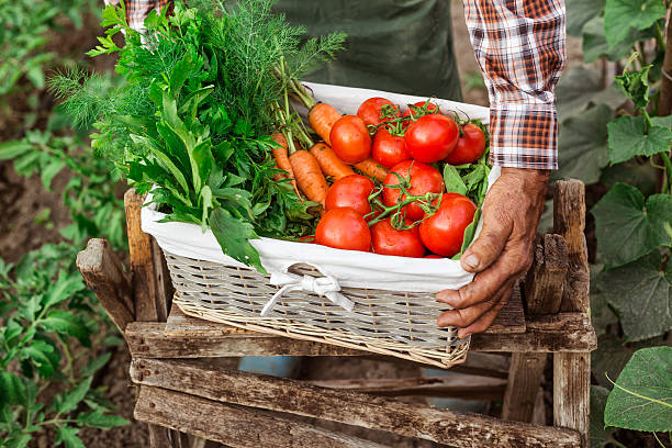 istock Farm worker carrying a crate full of fresh vegetables 589546076