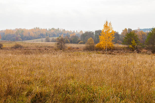 Birch with golden leaves stock photo