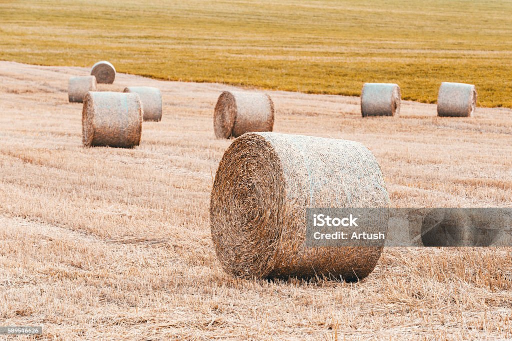 harvested field with straw bales in summer harvested field with straw bales with evening sun, summer agriculture concept, czech republic Abstract Stock Photo