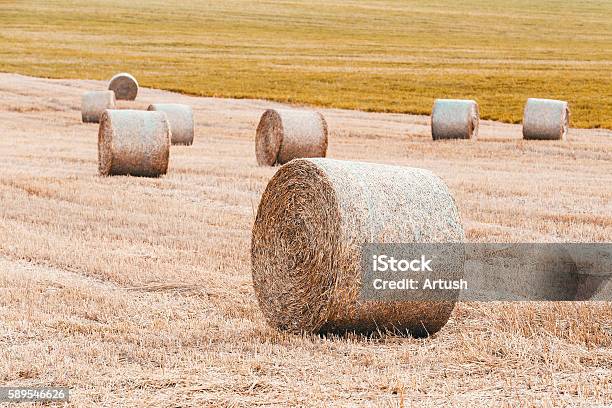 Harvested Field With Straw Bales In Summer Stock Photo - Download Image Now - Abstract, Agriculture, Backgrounds