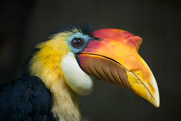 istock Sunda wrinkled hornbill (Aceros corrugatus). 589549420