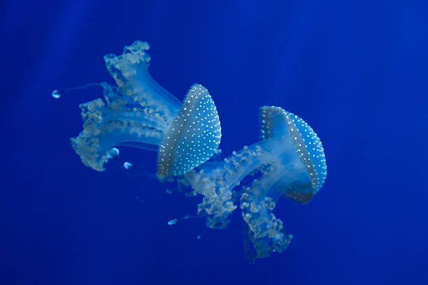 branco-manchado águas-vivas (phyllorhiza punctata). - white spotted jellyfish fotos - fotografias e filmes do acervo