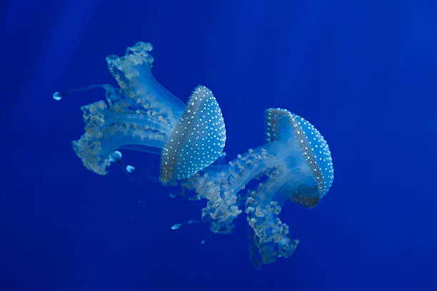 белый пятнистый медузами (phyllorhiza punctata). - white spotted jellyfish фотографии стоковые фото и изображения