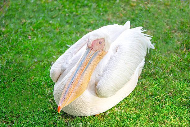 istock Friendly colorful pelican picture 589549524