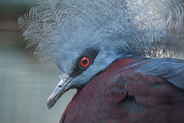 istock Southern crowned pigeon (Goura scheepmakeri sclateri). 589549686