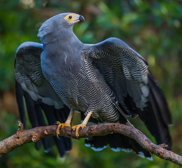 istock African Harrier Hawk perched on branch with wings open 589549986