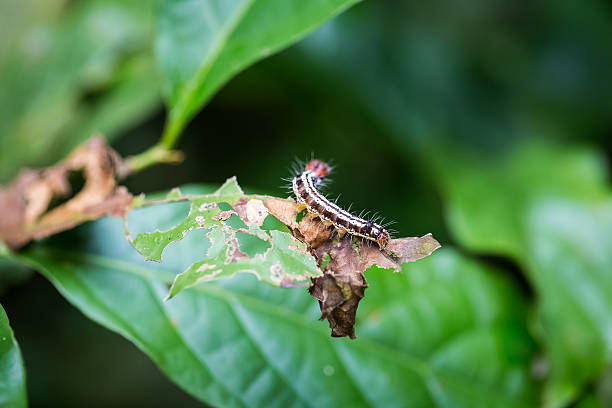 istock colorful caterpillar on leaf 589550460