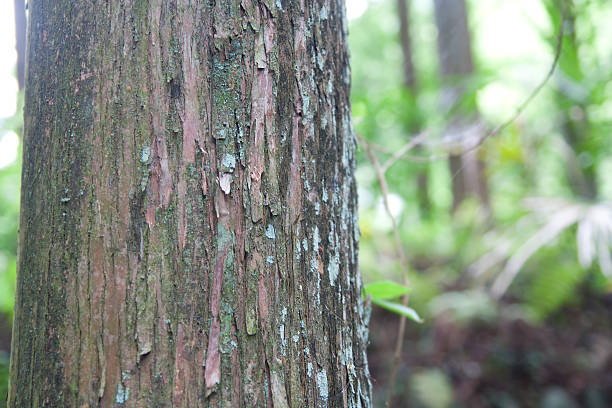 istock Texture of wood 589551312