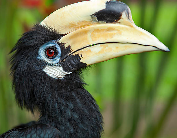 istock Yellow Billed Hornbill clous up 589551400