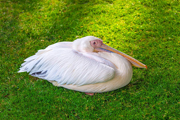 istock Friendly colorful pelican picture 589551664