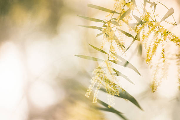 Wattle Breeze Winter Wattle dancing in the afternoon breeze, all aglow in the lowering sun. acacia tree stock pictures, royalty-free photos & images