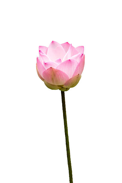 istock Pink lotus flower isolated. 589553358