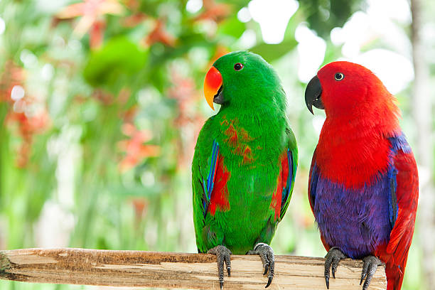 pair of Solomon Island Eclectus Parrots a pair of Solomon Island Eclectus Parrots Eclectus roratus solomonensis  eclectus parrot stock pictures, royalty-free photos & images