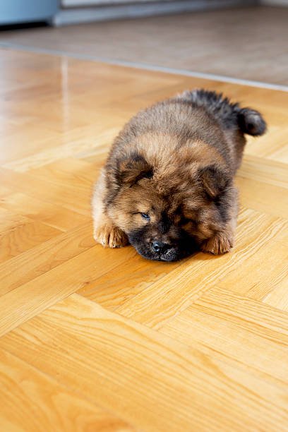 istock Tired puppy lying on the floor. 589556080