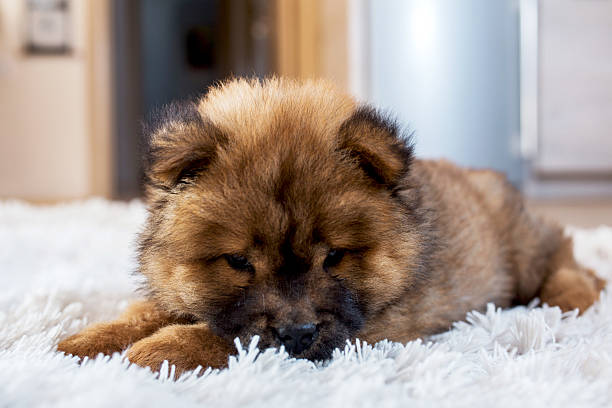 istock Cute puppy resting on white rug. 589556114